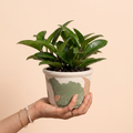 Topf ALVA (JADE) - Ø 12 cm